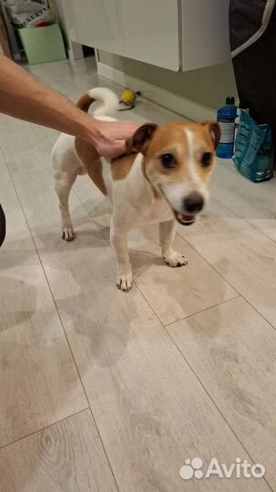 Щенки джек рассел терьер