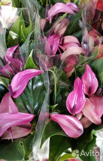 Антуриум зизу