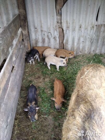 Венгерская мангалица