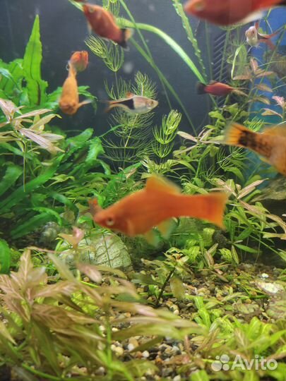 Аквариумные рыбки