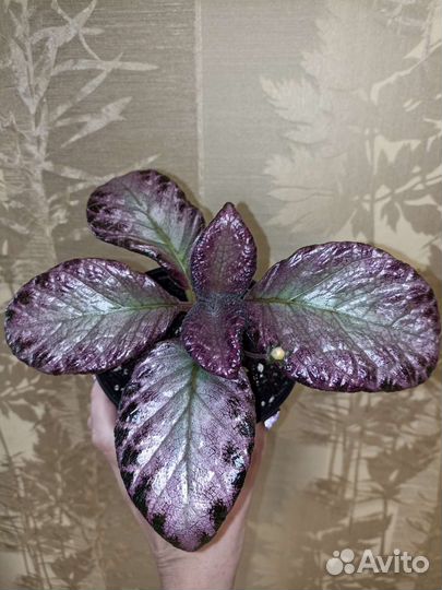 Эписции часть 1