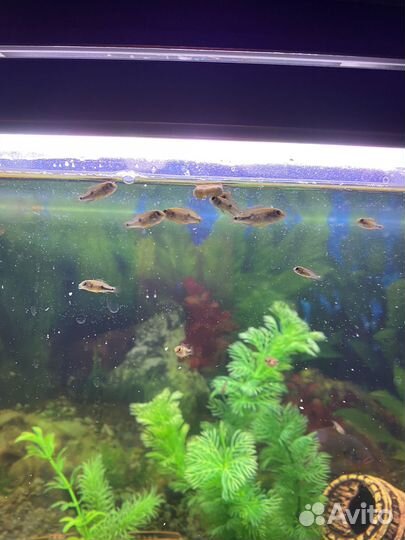 Хромис красавец