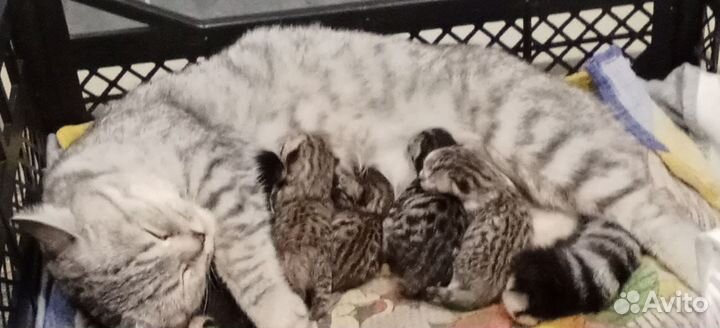 Кошка Шотландская скотишстрайк