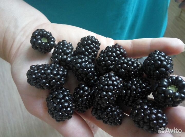 Саженцы ежевики садовой сортовой