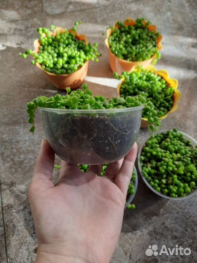 Крестовник роули