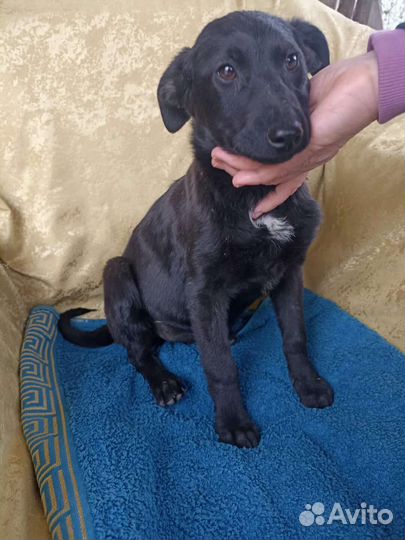 Девочка стерилизована семь мес