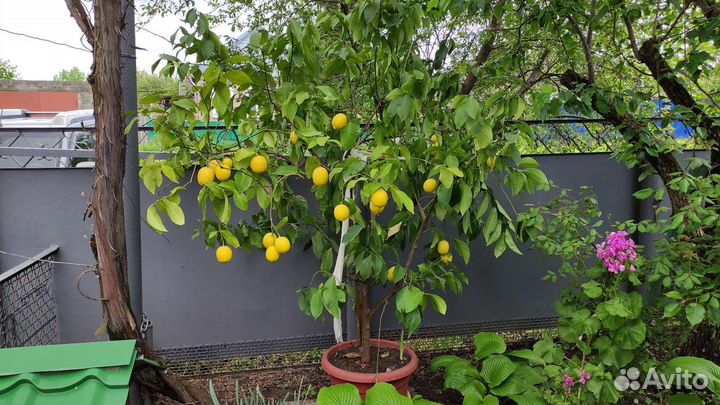 Лимон комнатный
