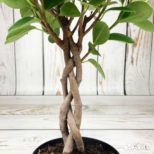Фикус Бенджамина