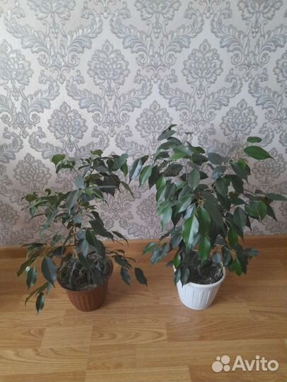 Фикус Бенджамина