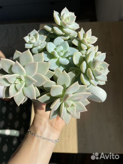 Суккулентый садик