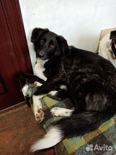 Собака кобель