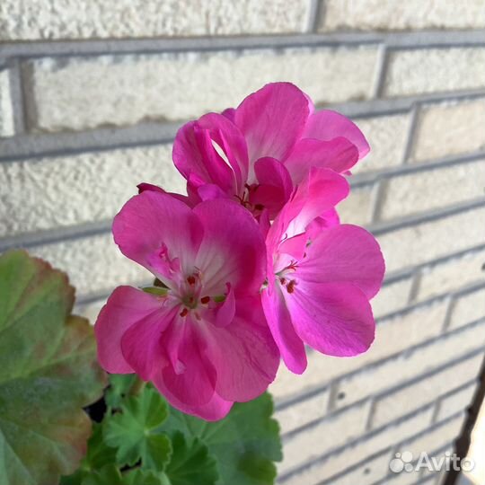 Пеларгония