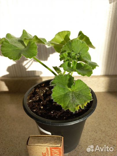 Пеларгония комнатные цветы растения герань сортовы