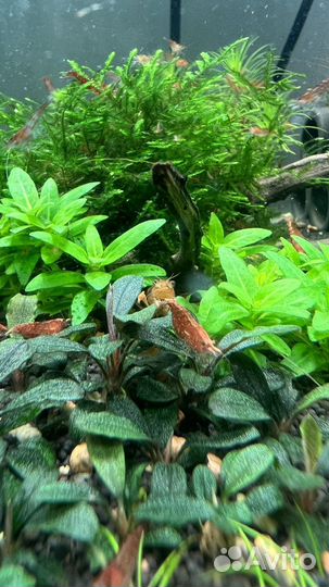 Креветки вишня