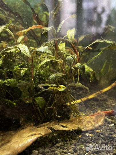 Гуппи Эндлера тигр