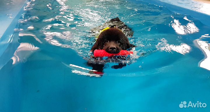 Бассейн (8мх2,5м) для собак всех пород