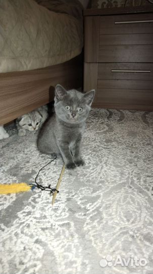 Шотландские малыши