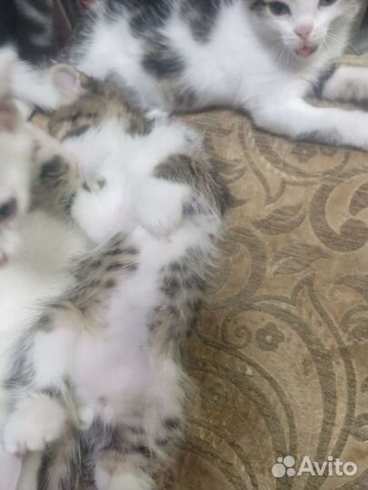 Котята в дар