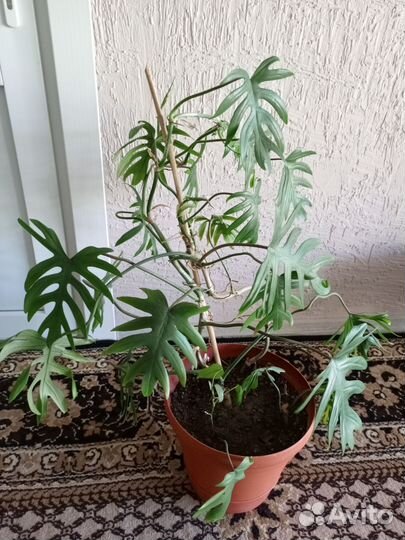 Замиокулькас, большие комнатные цветы