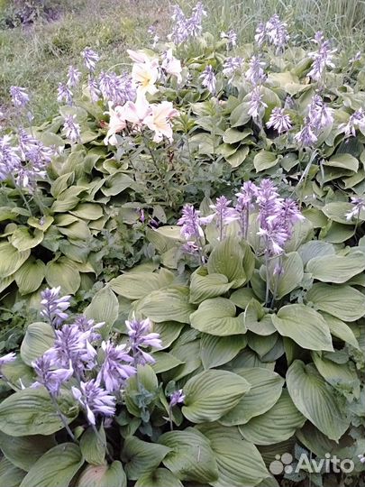 Хоста крупная, клубника Диана,клубника Полка