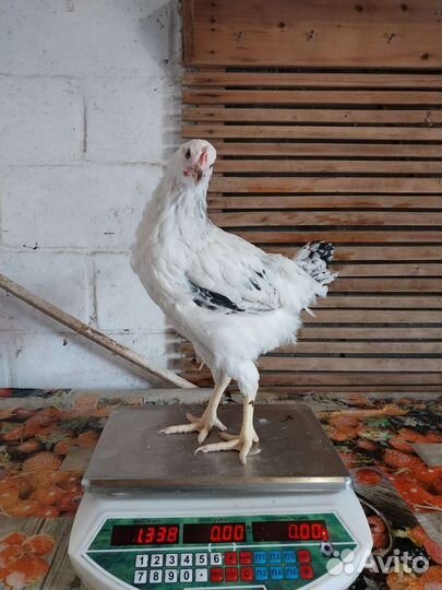 Куры молодки несушки доминант