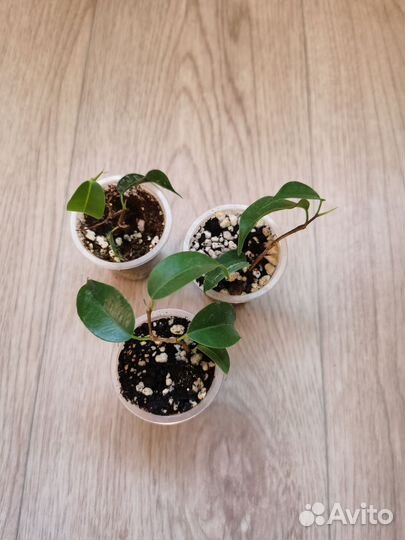 Фикус вианди