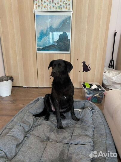 Метис лабрадора в добрые руки