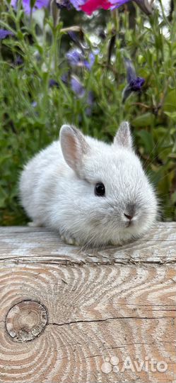 Самые породистые карликовые декоративные кролики