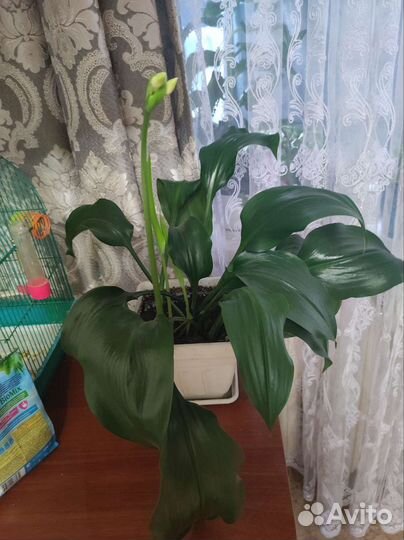 Эухарис амазонская лилия