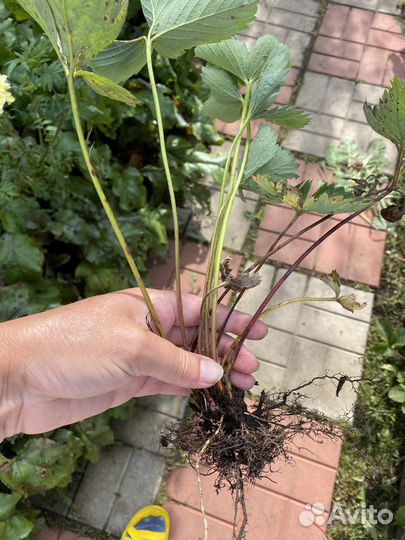 Кусты клубники