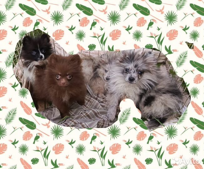 Щенки шпица девочки