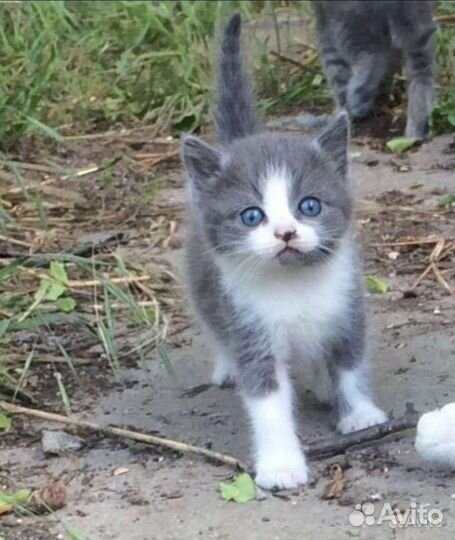 Кошки в добрые руки