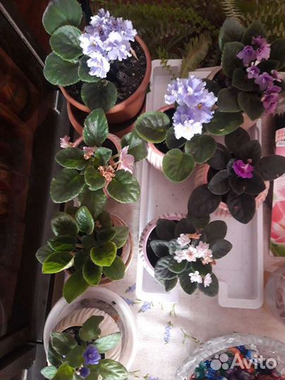 Фиалки продажа