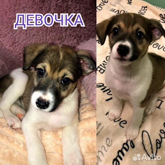 Щенки в дар