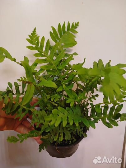 Папоротник многоножка полиподиум