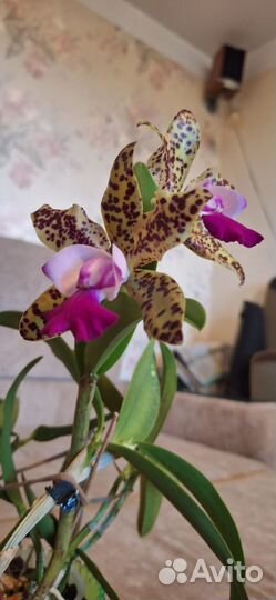 Cattleya Green Emerald 'Orchid Queen'