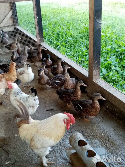 Утки подсадные для охоты