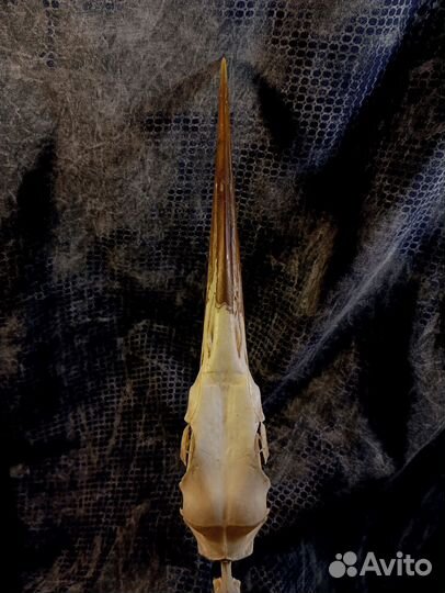 Череп Серой цапли