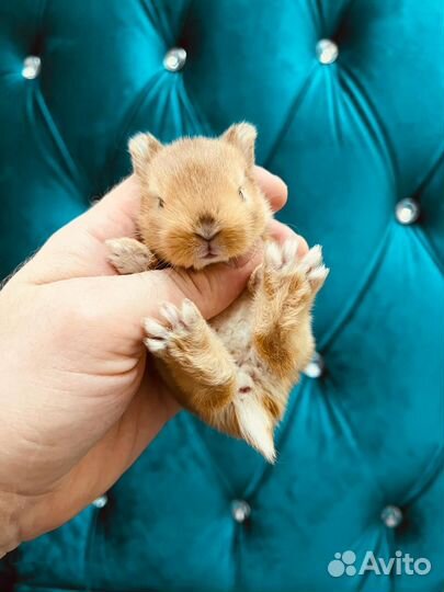 Кролики карликовые малыши