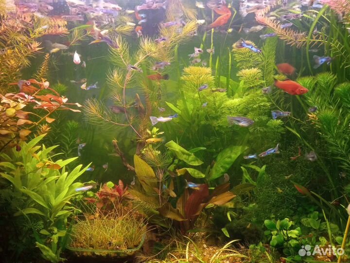 Растения аквариумные, рыбки