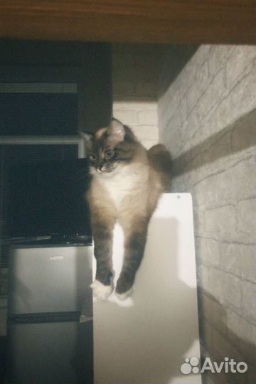 Кот в добрые руки