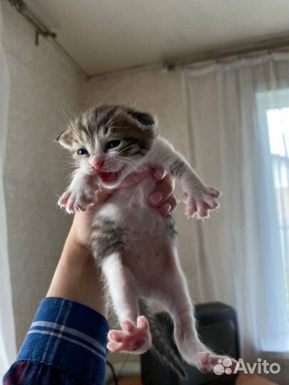 Отдаю в добрые руки котят