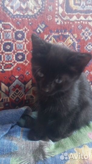 Отдам котят