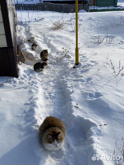Котята бесплатно
