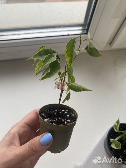 Комнатные растения цветы