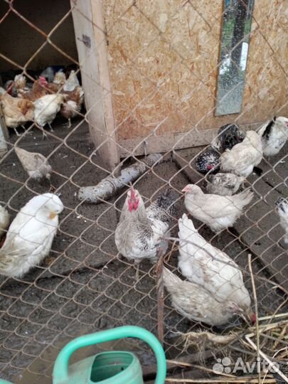 Утки, петухи