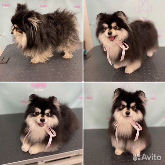 Груминг стрижка собак и кошек (салон)