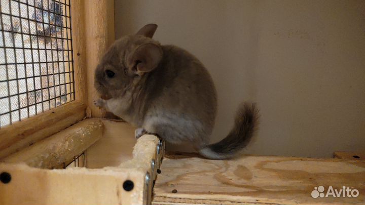 Шиншилла из питомника