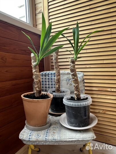 Пальма юкка