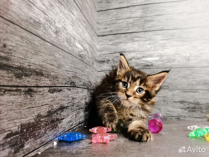 Котята мейн-кун